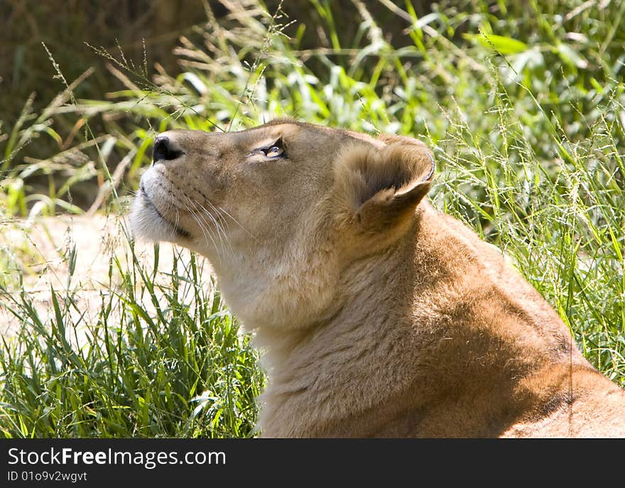 Lioness Looking Upward