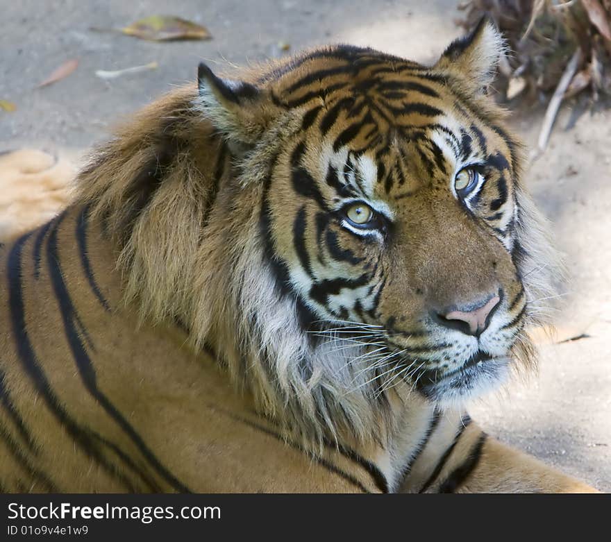 Tiger portrait