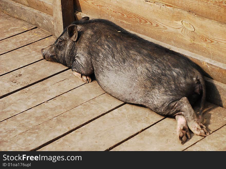 A wild boar lies on the wooden floor