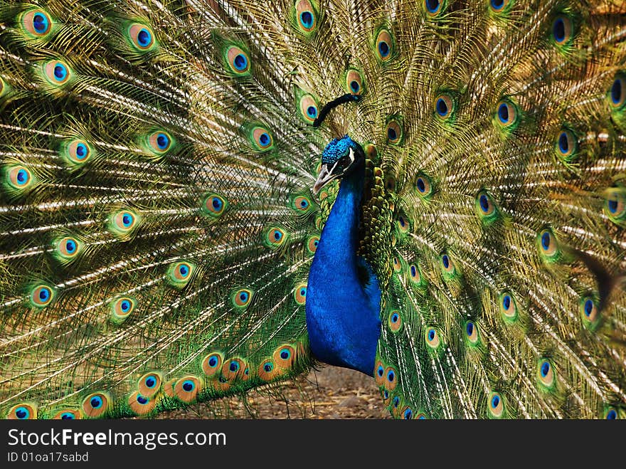 Peacock