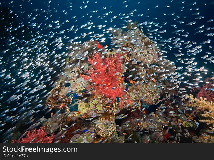 Coral And Fish