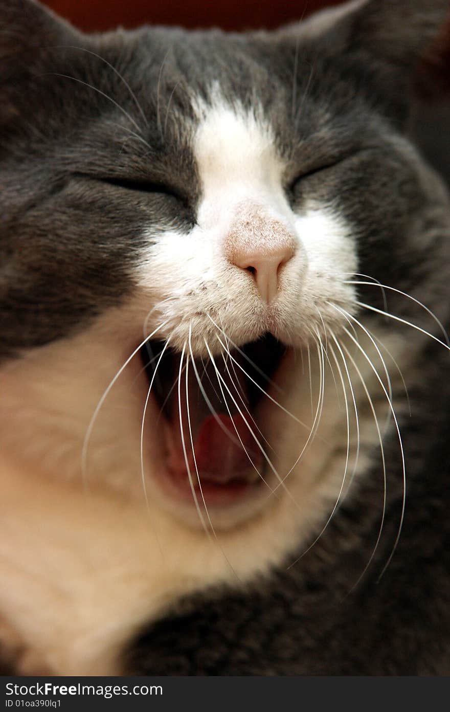 Yawning, Tired Cat