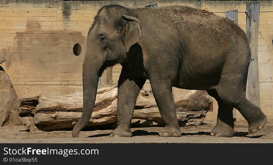 Big african elephant in zoo