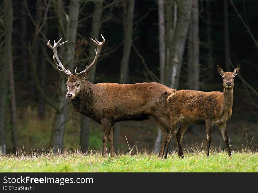 Deer and doe in the autumn woods. Deer and doe in the autumn woods.