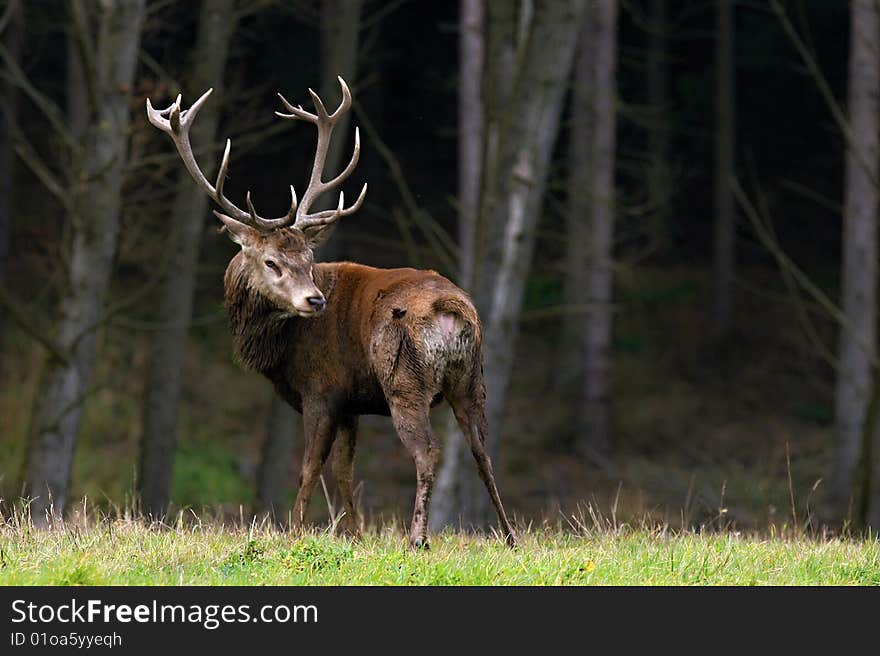 Strong deer in autumn forest.