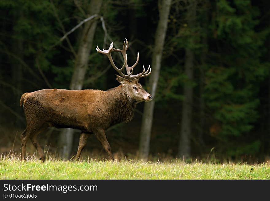 The main deer in the autumn woods