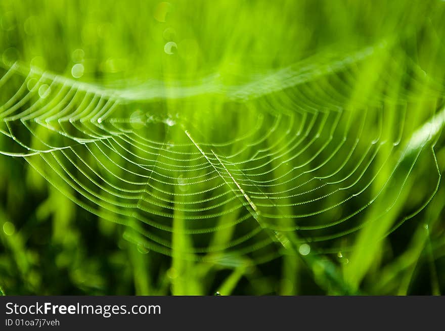 A shot of grass with drops