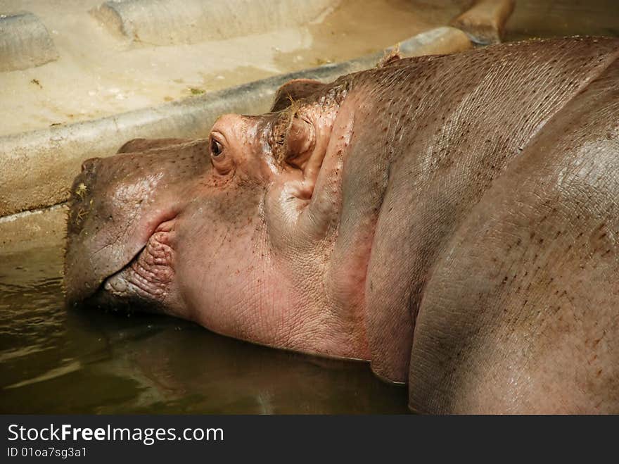 Hippo with head above water. Hippo with head above water