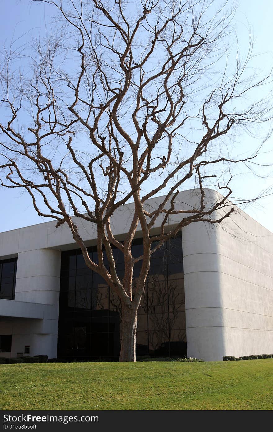 Single tree on the office block background