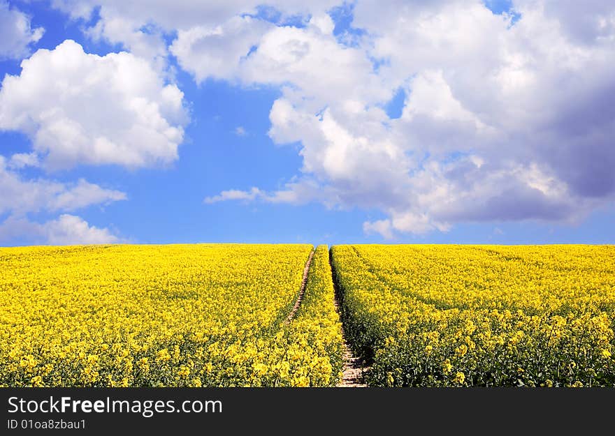 Yellow Rape seed Field