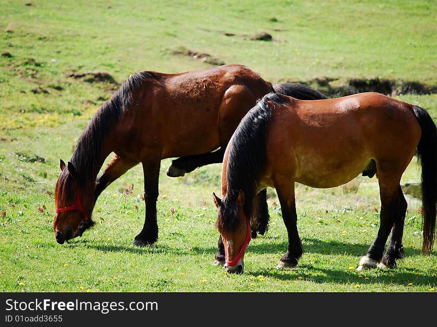 Two horses eating grass in the Carpathian Mountains