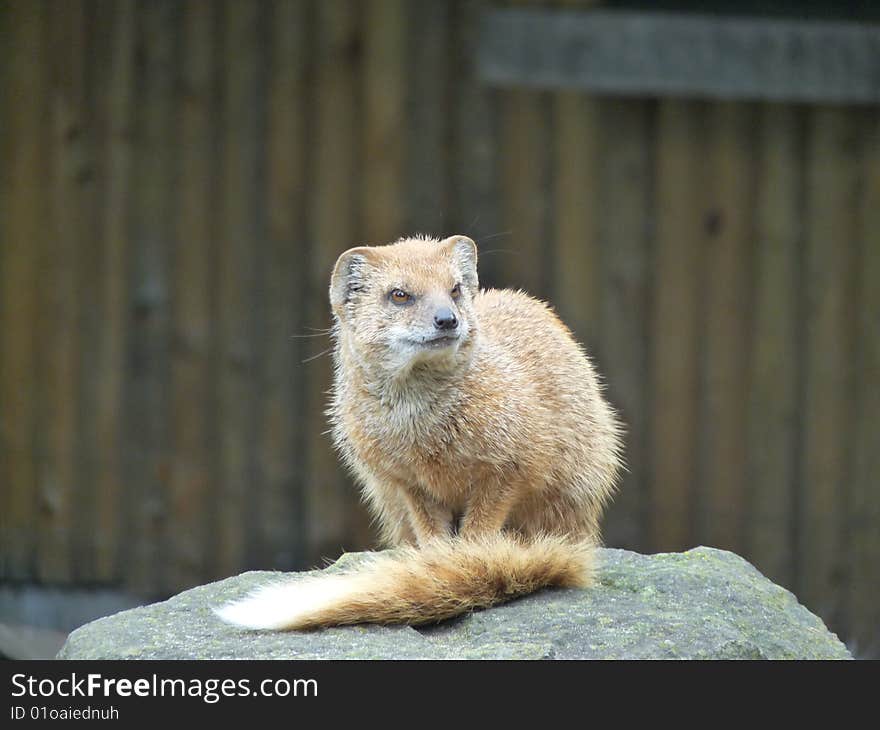 Mammal At Zoo