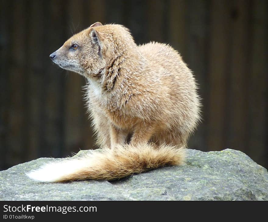 Mammal at zoo