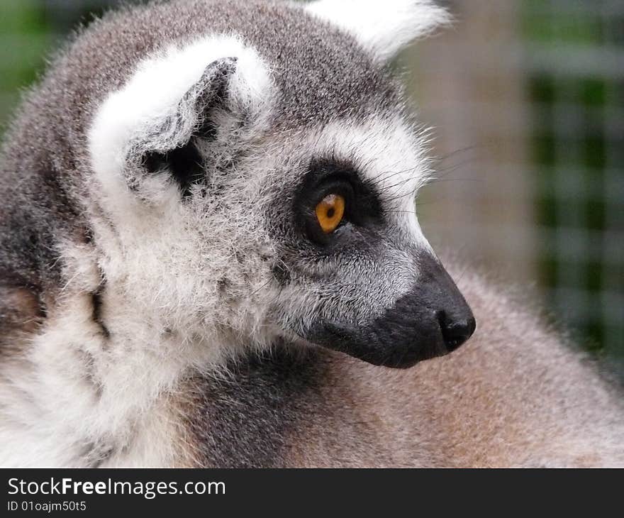 Close up of this lovely playful lemur monkey