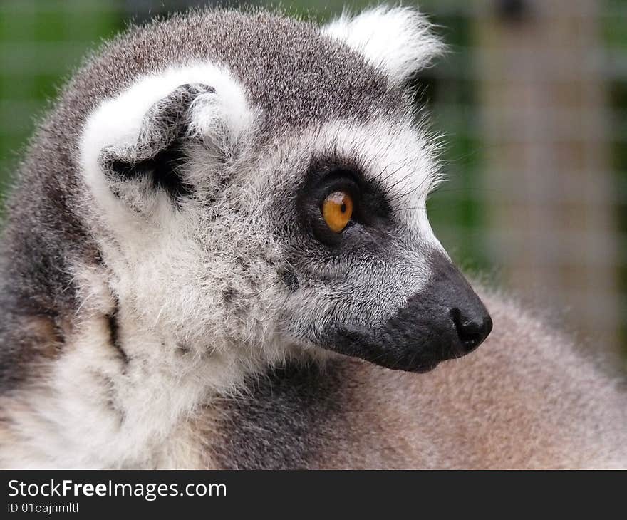 Close up of this lovely playful lemur monkey