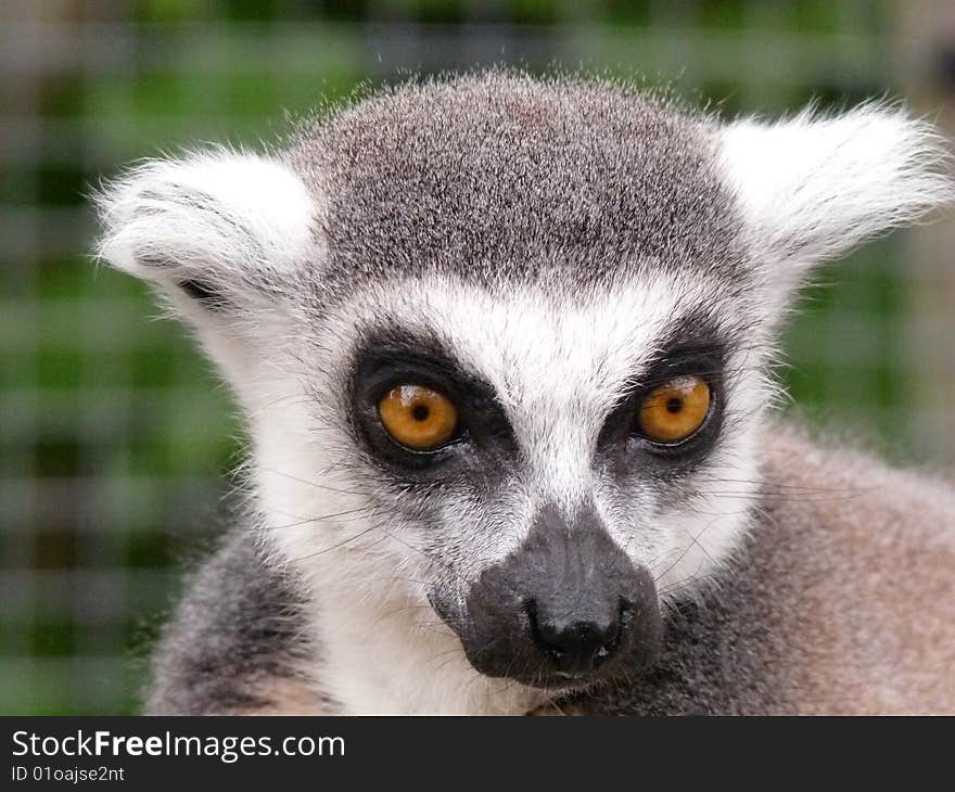 Close up of this lovely playful lemur monkey