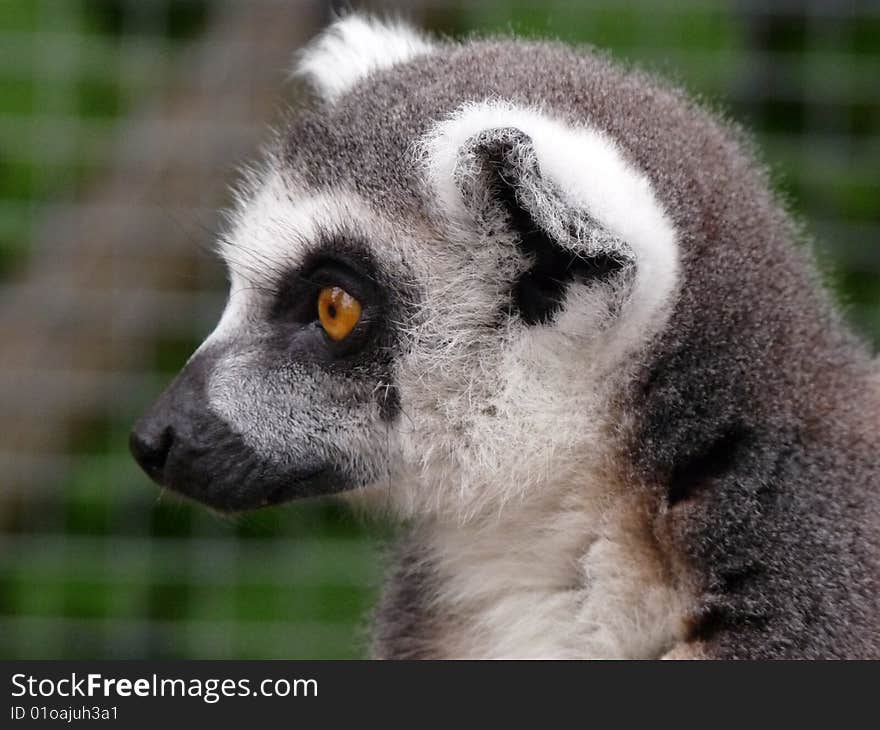 Close up of this lovely playful lemur monkey