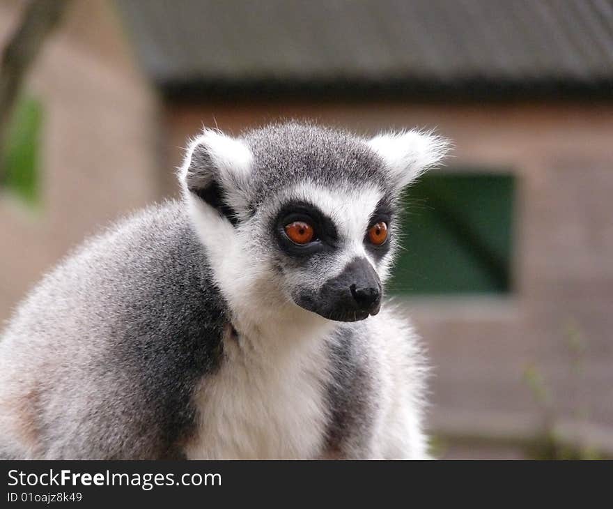 Close up of this lovely playful lemur monkey