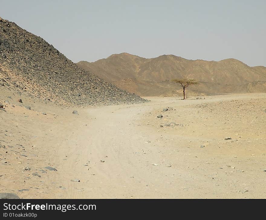 Arabian desert