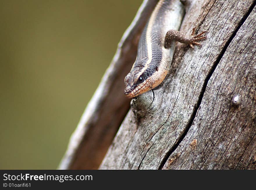 LIzard camouflaged against tree in South Africa.