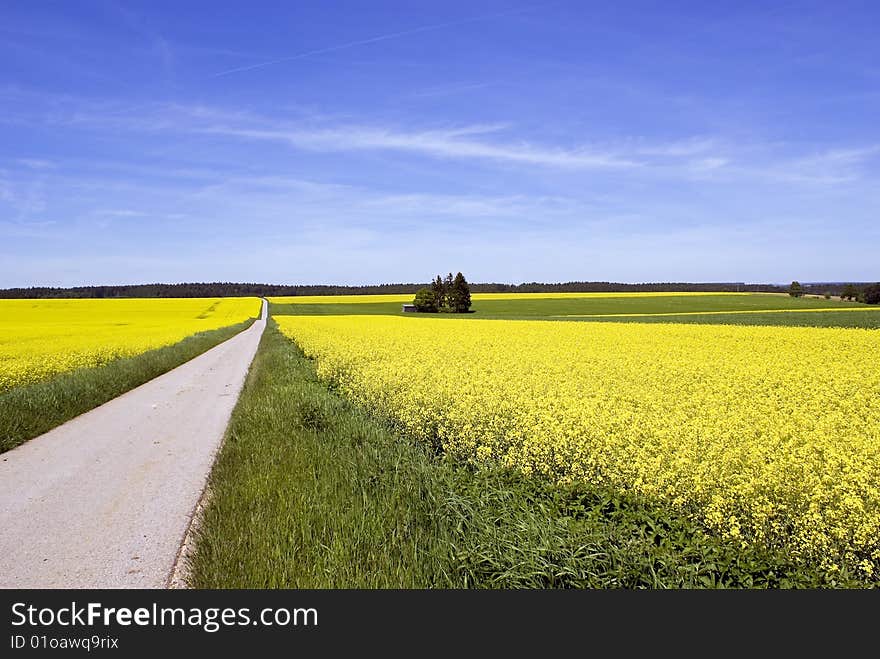 Long street through a field with blue sky. Long street through a field with blue sky