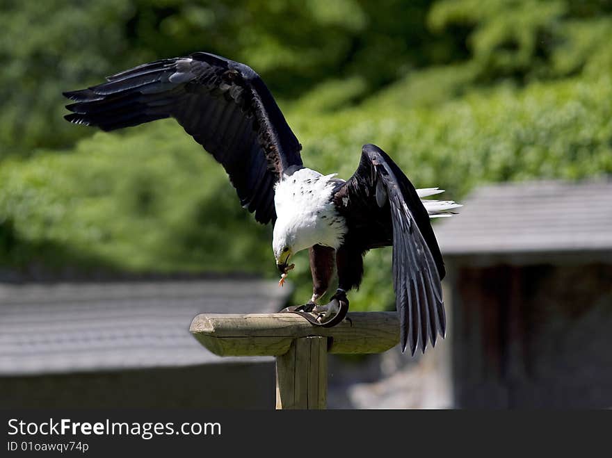 A bald eagle landing and eating a piece of a young chicken. A bald eagle landing and eating a piece of a young chicken