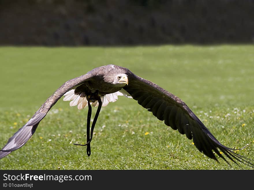 Flying bald eagle