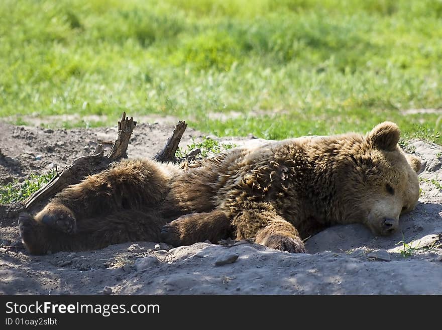 Brown bear relaxes the forest. Brown bear relaxes the forest..