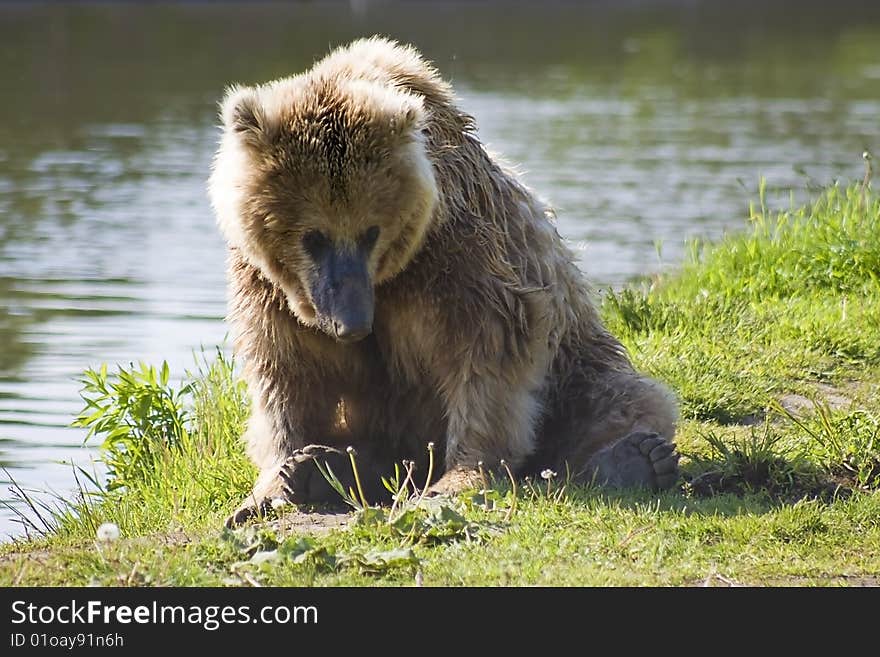 Brown bear sits the riverside.