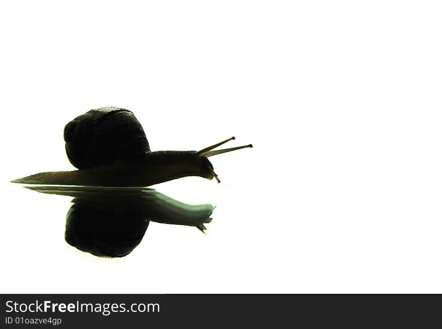 Silhouette of snail with reflection. Silhouette of snail with reflection