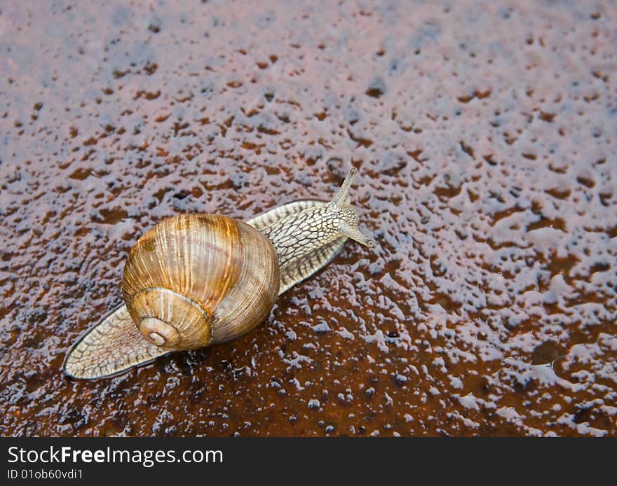 Closeup shot of small snail in the garden