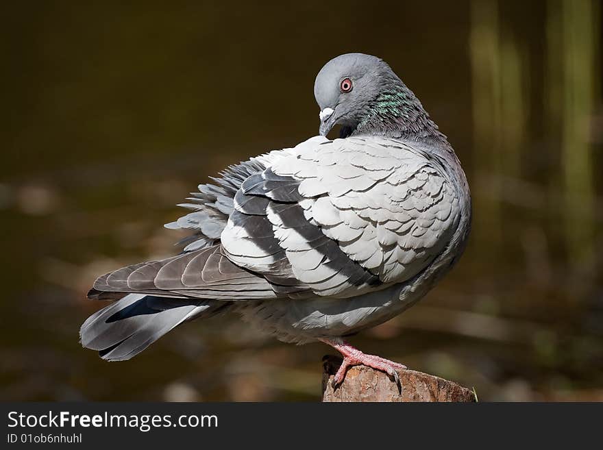 Pigeon sitting on the tree