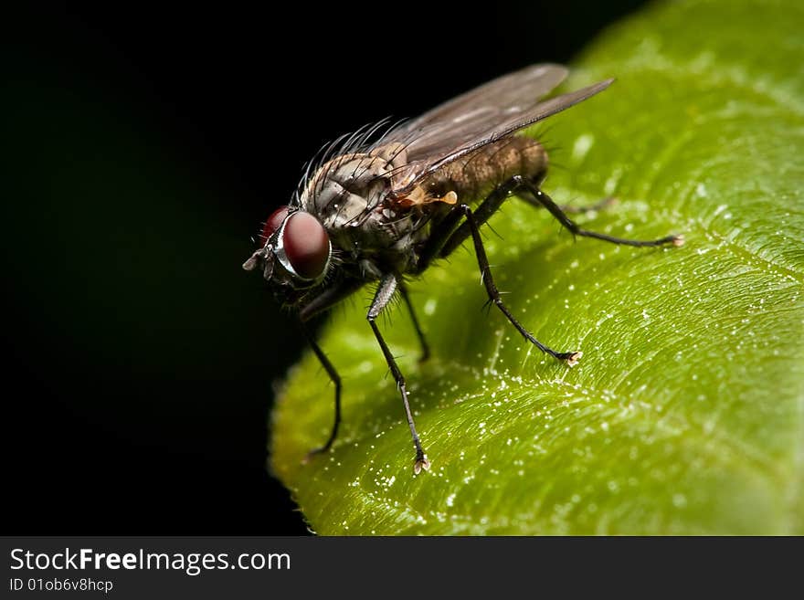 Fly sitting on the leaf