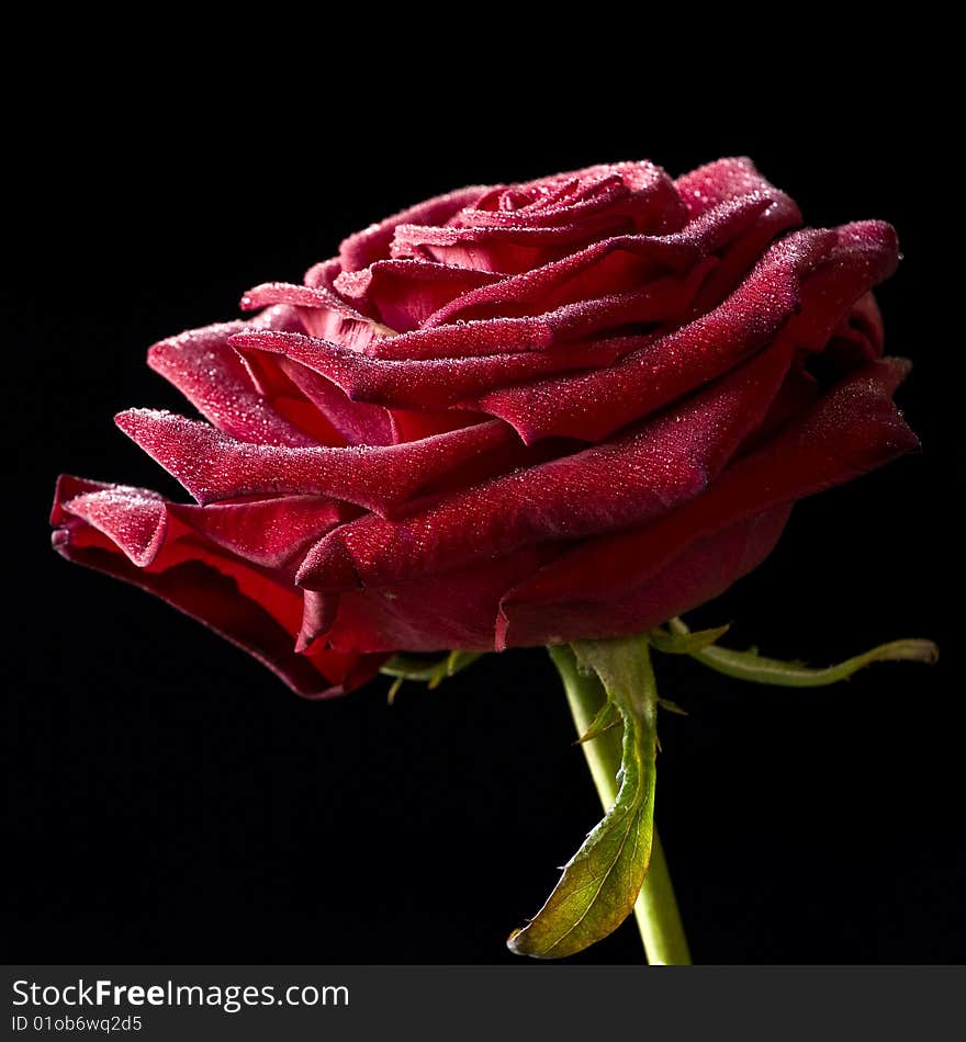 Fresh rose with waterdrops on black background