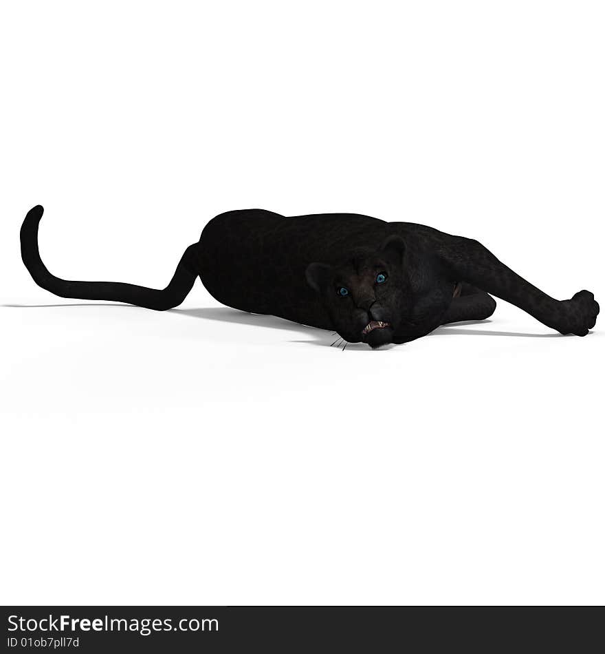 Dangerous Big Cat Black Leopard With Clipping Path Over White. Dangerous Big Cat Black Leopard With Clipping Path Over White