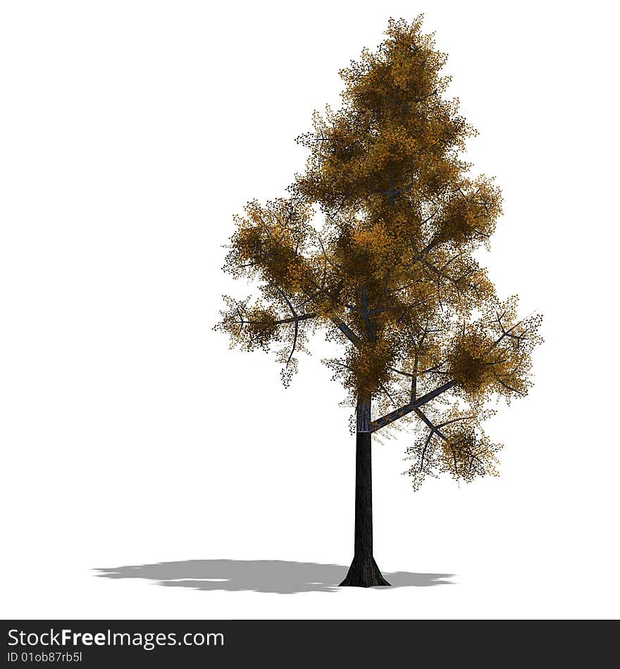 3D Render of a broadleef Tree with shadow over