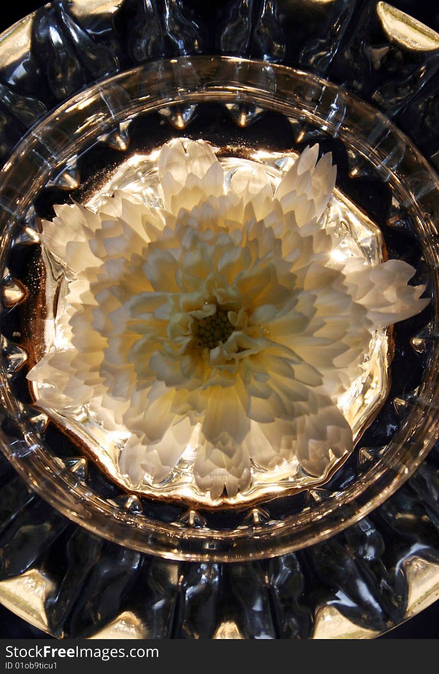 This is a white Cosmos flower that was laid into a shallow crystal dish with water, then photographed with a honey gold light shining underneath. This is a white Cosmos flower that was laid into a shallow crystal dish with water, then photographed with a honey gold light shining underneath.