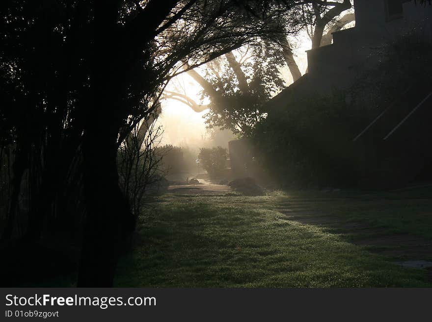 Foggy January morning, the sun rose and made a perfect golden path across the grass, dare we follow it and see where it leads?. Foggy January morning, the sun rose and made a perfect golden path across the grass, dare we follow it and see where it leads?