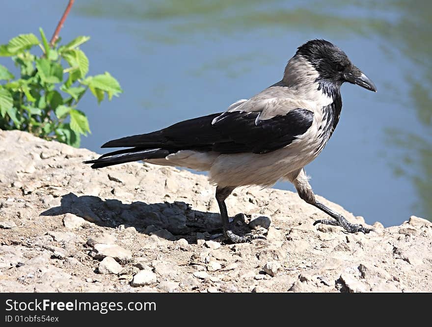 A Crow Goes For A Walk.