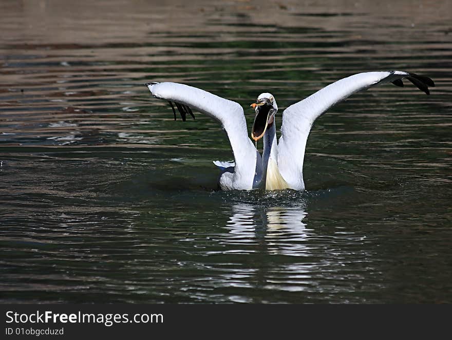 Pelican