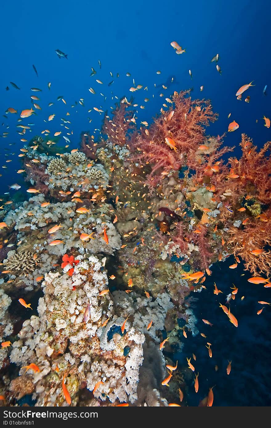 Coral And Fish