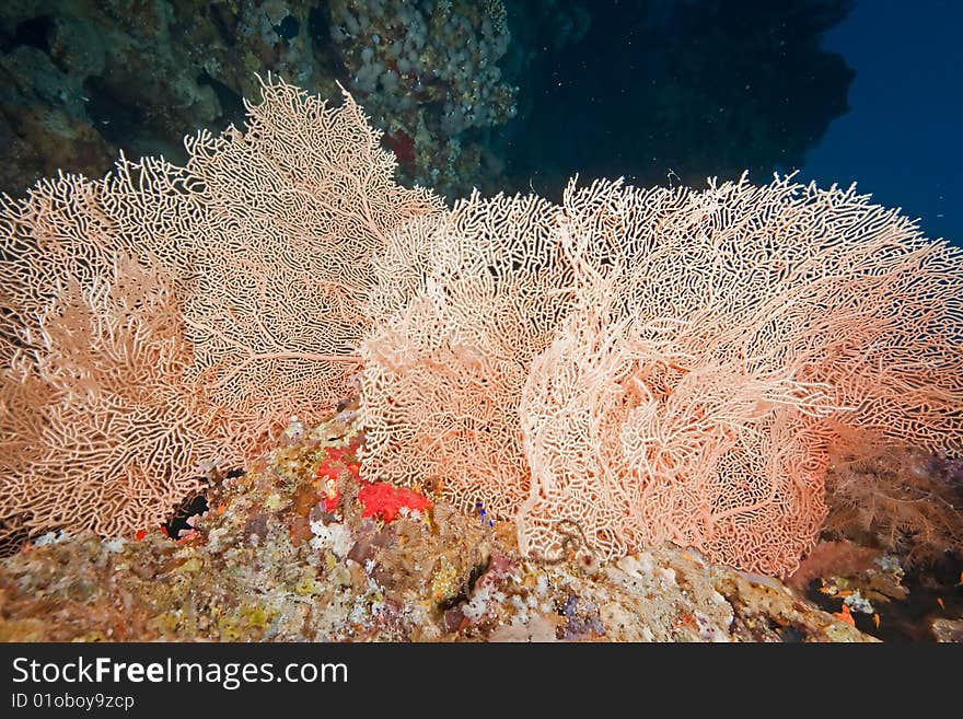 Coral And Fish