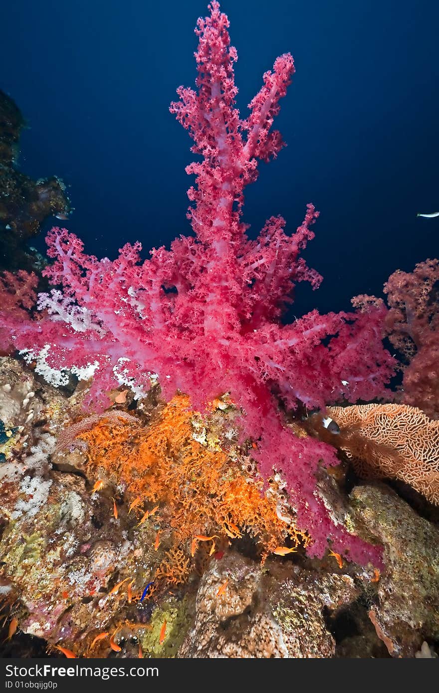 Coral And Fish