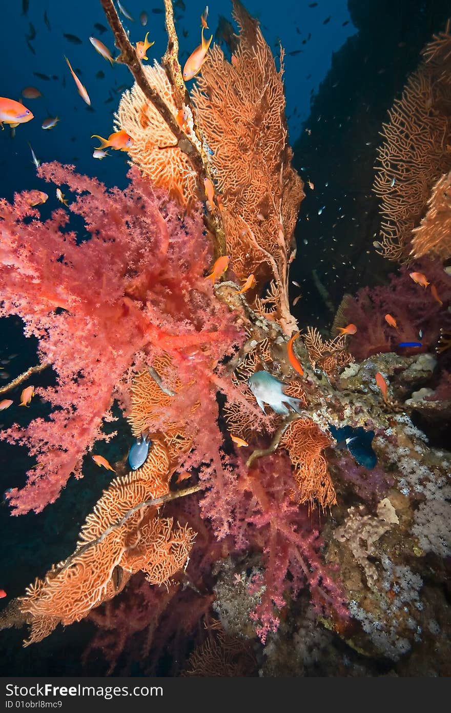 Coral And Fish