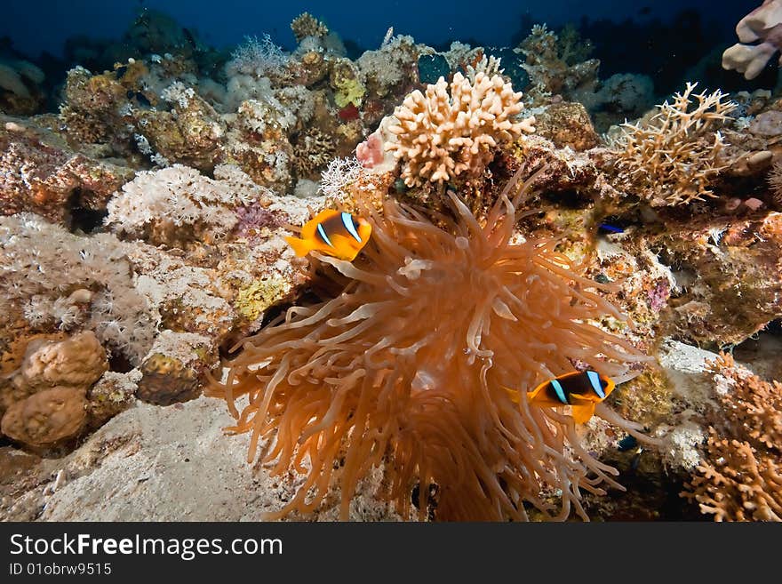 Coral And Anemonefish