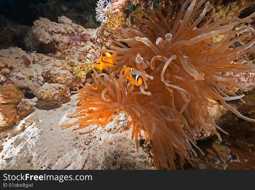 Coral and anemonefish