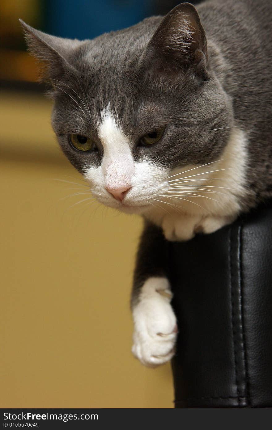 Cat sitting on a chair, the backrest.