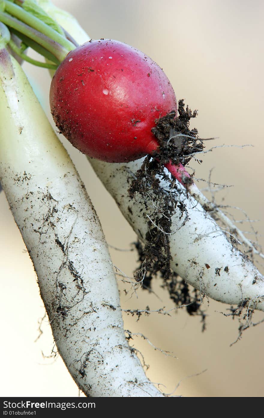 Very freshly harvested radishes in the summer. Very freshly harvested radishes in the summer.