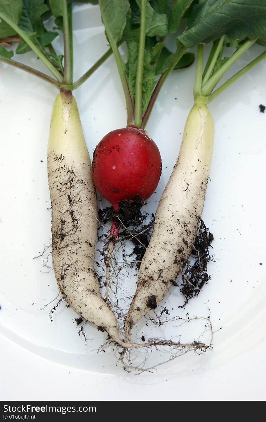 Very freshly harvested radishes in the summer. Very freshly harvested radishes in the summer.