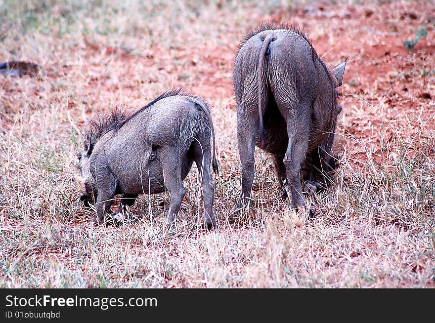 A pair of warthogs (wild pigs) looking for food. Shot on safari in South Africa. A pair of warthogs (wild pigs) looking for food. Shot on safari in South Africa.